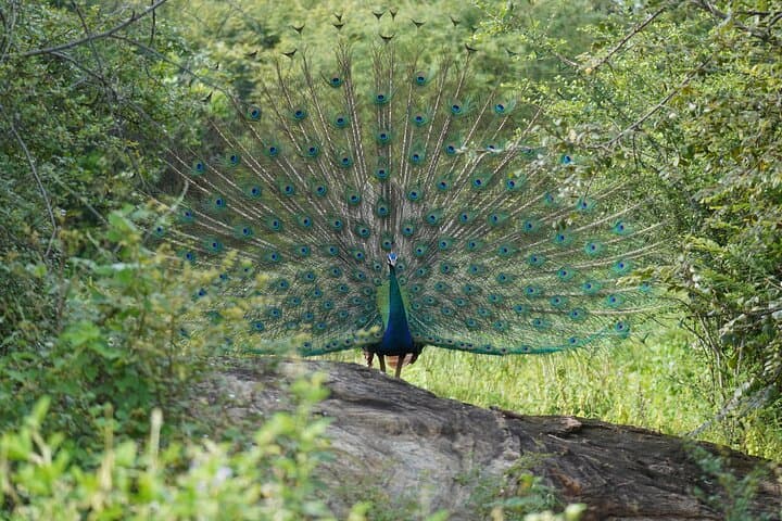 Udawalawe Safari & Elephant Transit Home: Private Day Trip from Bentota photo 4