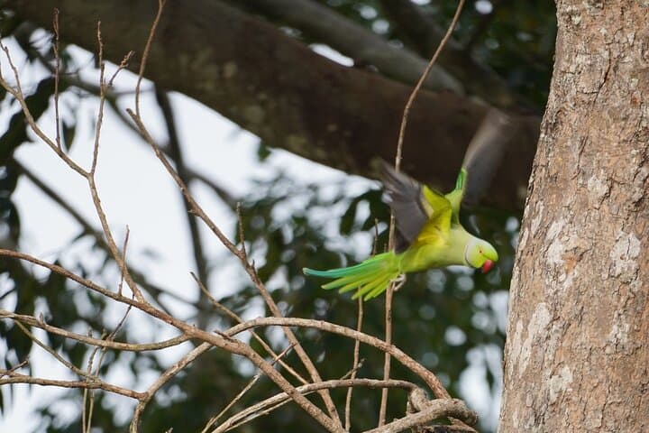 Udawalawe Safari & Elephant Transit Home: Private Day Trip from Bentota photo 5