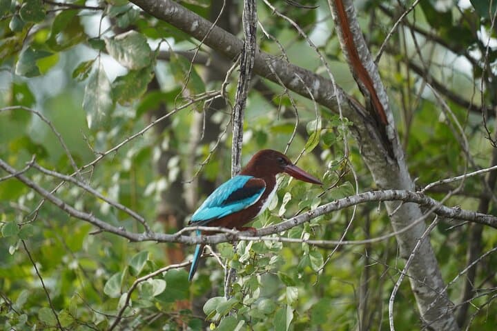 Udawalawe Safari & Elephant Transit Home: Private Day Trip from Bentota photo 6