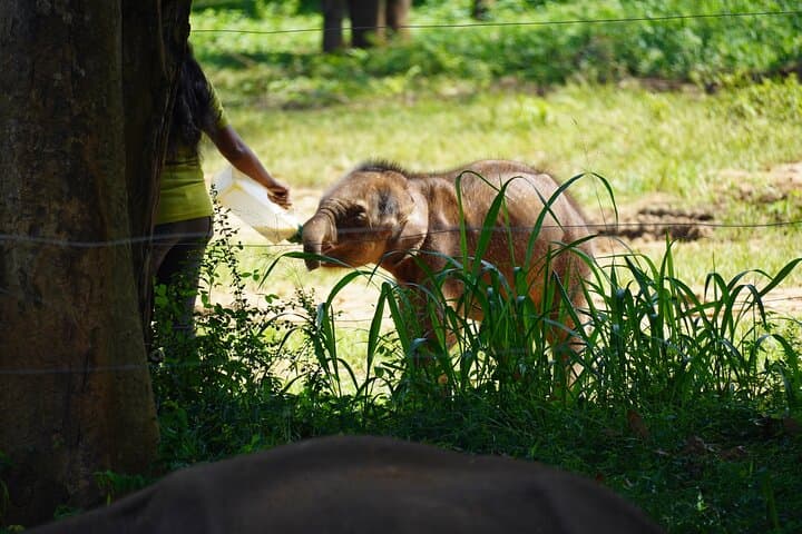 Udawalawe Safari and Galle Day Tour: Elephant Safaris and Galle Fort in One Day photo 3