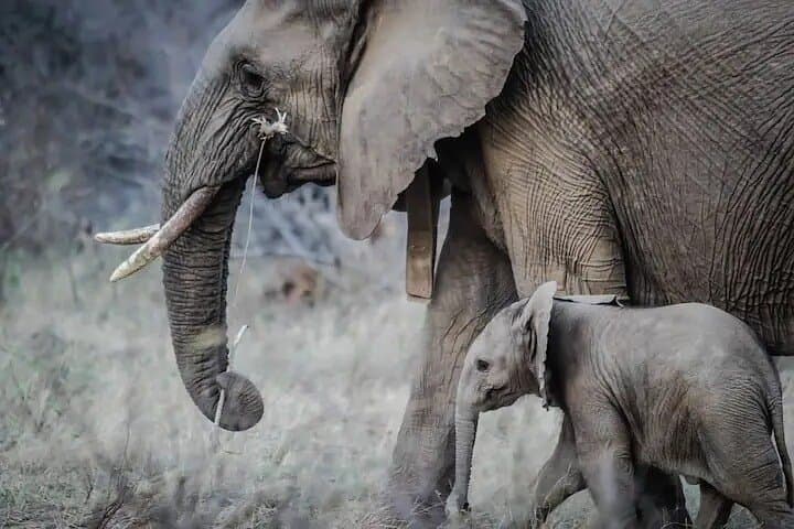 4-Day Safari in Tarangire, Serengeti & Ngorongoro: Essential Guide photo 2