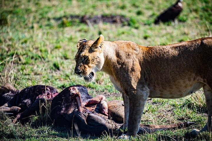 7-Day Budget Kenya Safari: Maasai Mara, Nakuru, Naivasha & Amboseli photo 6