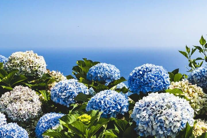 Busan Highlights: Hydrangea Season, Songdo Air Cruise & Gamcheon Village Day Tour photo 2