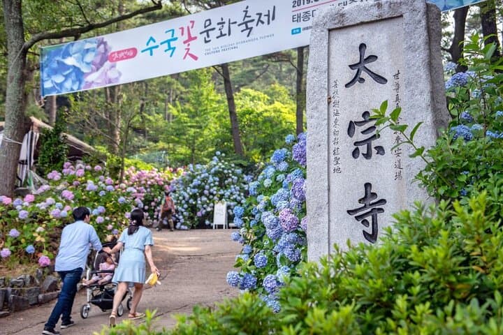 Busan Highlights: Hydrangea Season, Songdo Air Cruise & Gamcheon Village Day Tour photo 4