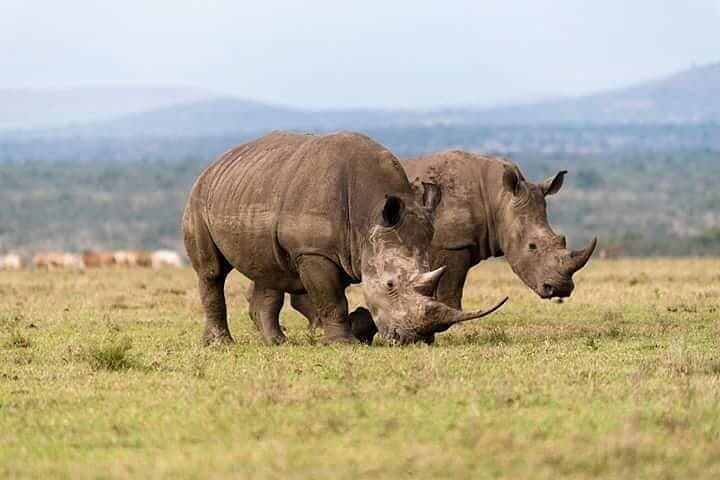 Ol Pejeta Conservancy & Mount Kenya Overnight Safari and Hike photo 5