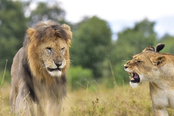 Ol Pejeta Conservancy & Mount Kenya Overnight Safari and Hike photo 6