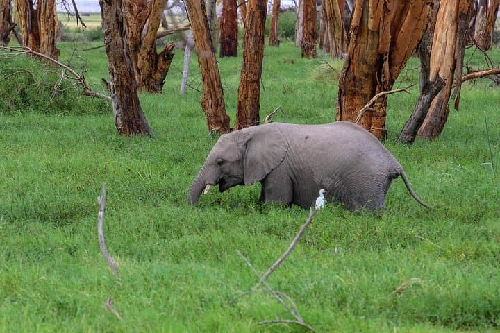 Amboseli Day Safari — Elephant Herds & Kilimanjaro Views