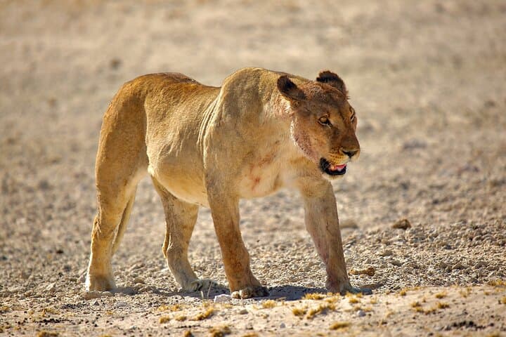 Namibia in Five Days: Sossusvlei, Swakopmund & Etosha Safari with Lodging