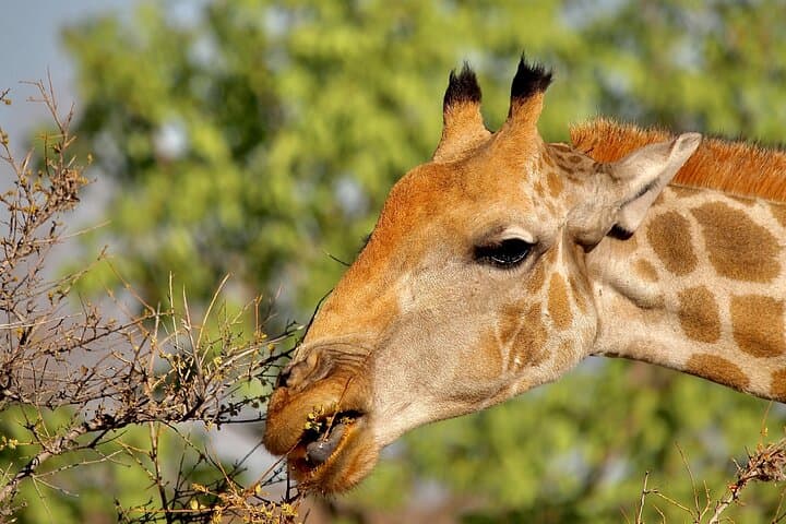 Namibia in Five Days: Sossusvlei, Swakopmund & Etosha Safari with Lodging photo 2