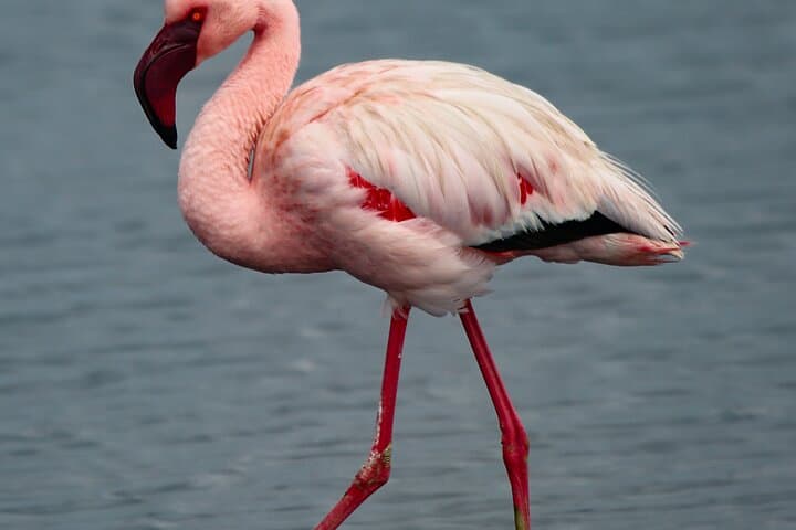 Namibia in Five Days: Sossusvlei, Swakopmund & Etosha Safari with Lodging photo 4