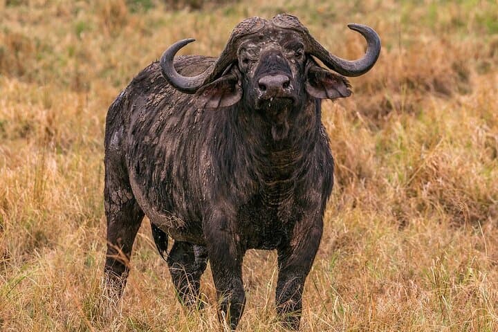 5-Day Big 5 Safari in Maasai Mara, Nairobi National Park & Amboseli with 4x4 Game Drives photo 3