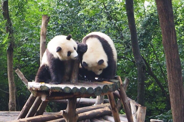 Chengdu Panda Breeding Base: Morning Visit, Tickets & Transfer Options
