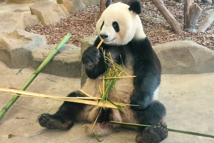 Chengdu Panda Breeding Base: Morning Visit, Tickets & Transfer Options photo 6