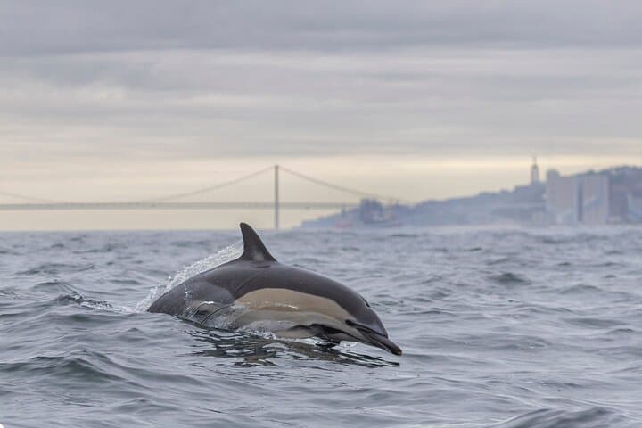 Lisbon Dolphin Watching with a Marine Biologist — RIB Ocean Safari photo 5