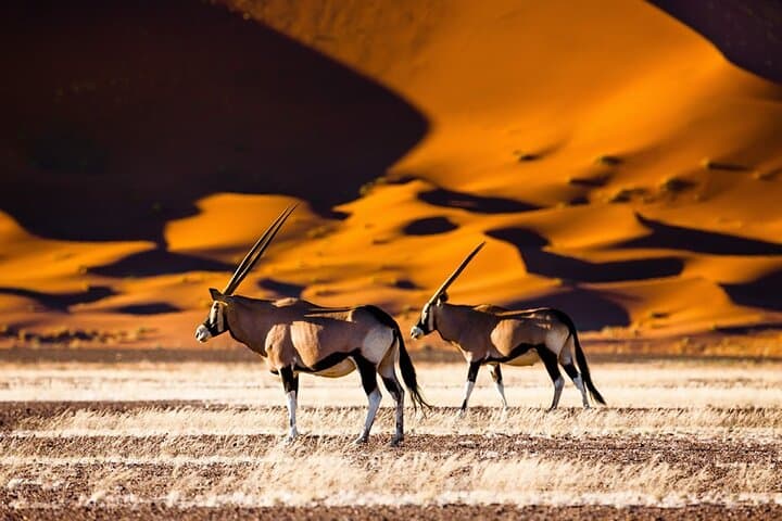 6-Day Namibia: Sossusvlei Dunes, Swakopmund Coast & Etosha Game Drives photo 4