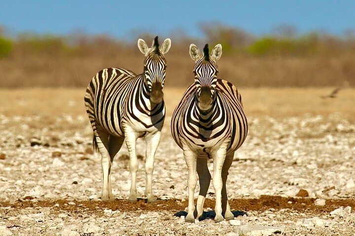 6-Day Namibia Camping: Sossusvlei Dunes, Swakopmund Coast & Etosha Game Drives photo 4