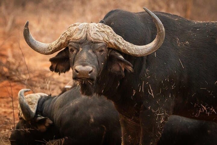 Limpopo 5-Day Safari at Palala Boutique Game Lodge & Spa photo 2