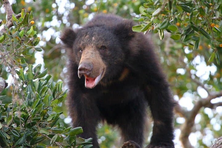 Yala Half-Day Safari from Hambantota Port — Spot Leopards & Elephants in Block I photo 3
