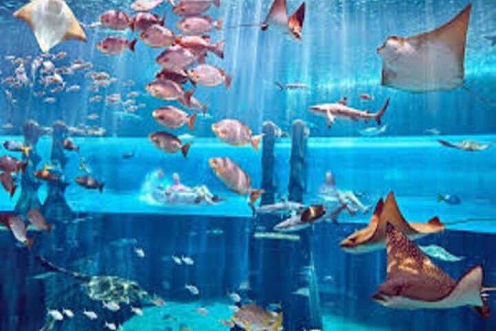 Inside Atlantis Lost Chambers Aquarium: Skip-the-Line Dubai Marine Adventure photo 6