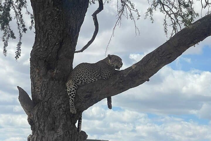 6-Day Private Tanzania Safari: Tarangire, Ngorongoro & Serengeti Wildlife Tour