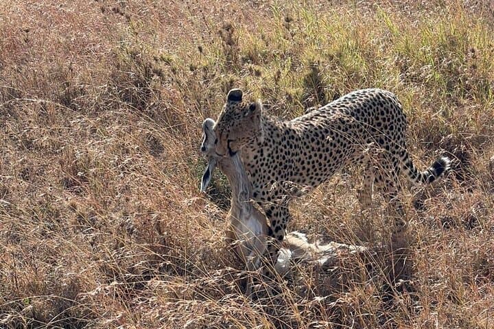 6-Day Private Tanzania Safari: Tarangire, Ngorongoro & Serengeti Wildlife Tour photo 2