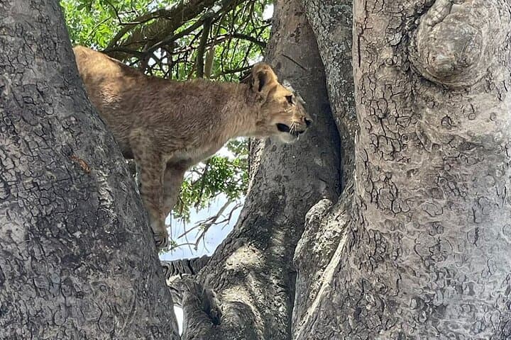 6-Day Private Tanzania Safari: Tarangire, Ngorongoro & Serengeti Wildlife Tour photo 3