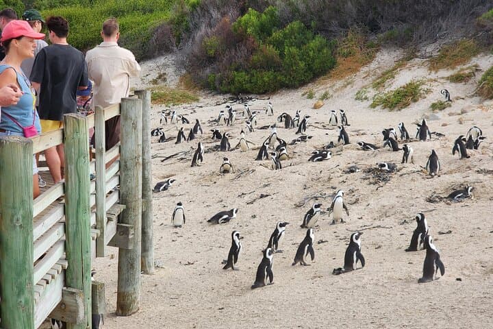 Swimming with African Penguins: Boulders Beach to Cape Point Coastal Day Tour photo 3
