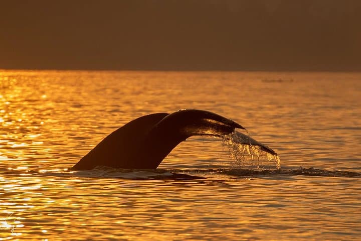 Campbell River Sunset Whale Watching Tour: 2-Hour Discovery Islands Wildlife Cruise photo 2