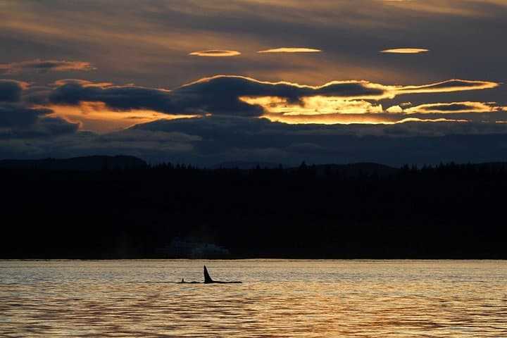 Campbell River Sunset Whale Watching Tour: 2-Hour Discovery Islands Wildlife Cruise photo 4