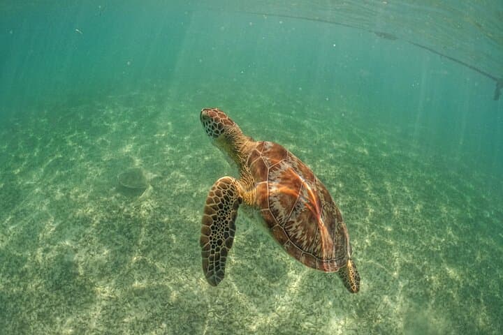 Half-Day Akumal Sea Turtle Snorkel: Guided Encounter & Beach Time photo 6