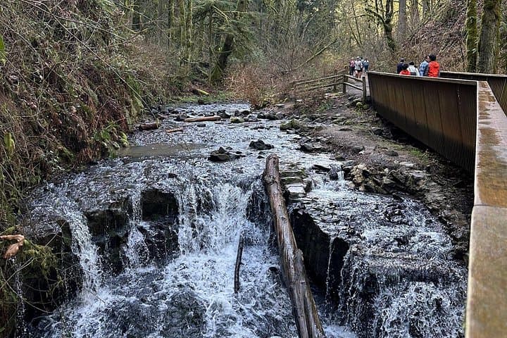 Forest Park Hiking Tour to Pittock Mansion: Wildwood Trail & Witchs Castle Hike photo 4