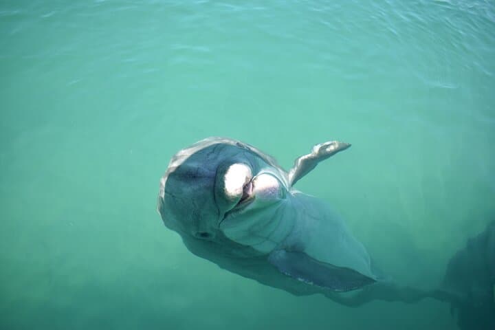 Sunset Dolphin Cruise Fort Myers Beach — Private Tiki Pontoon Experience photo 5