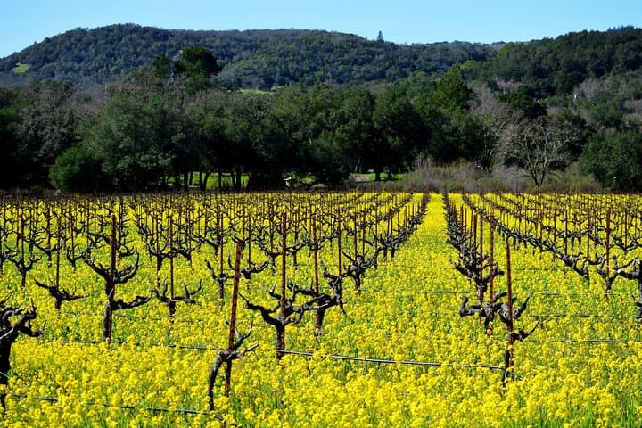 Private SFO to Sonoma & Napa Black Car Transfer — Scenic Luxury Ride photo 3
