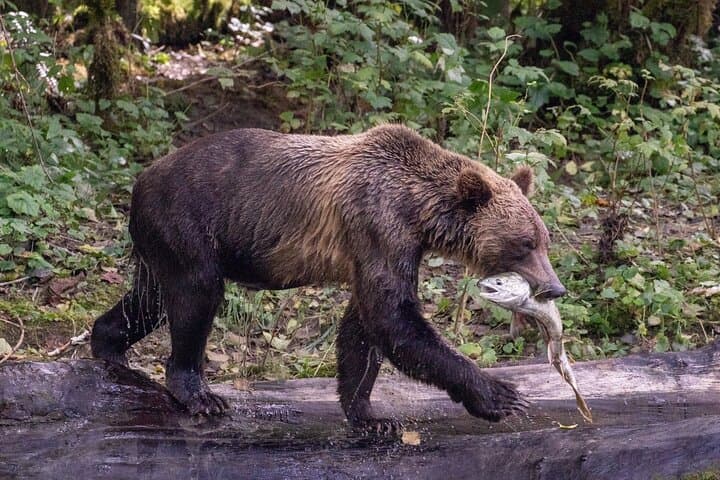 Toba Inlet Grizzly Bear Expedition from Campbell River photo 3