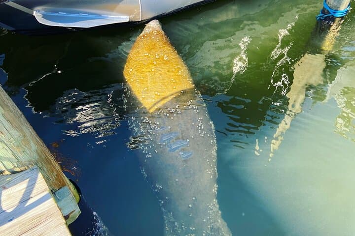 Sunset Dolphin Cruise Fort Myers Beach — Private Tiki Pontoon Experience photo 6