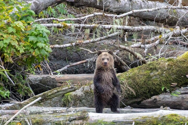 Toba Inlet Grizzly Bear Expedition from Campbell River photo 4