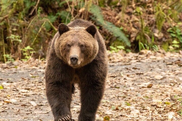 Toba Inlet Grizzly Bear Expedition from Campbell River photo 5