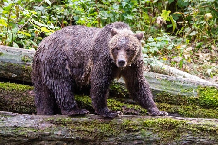 Toba Inlet Grizzly Bear Expedition from Campbell River photo 6