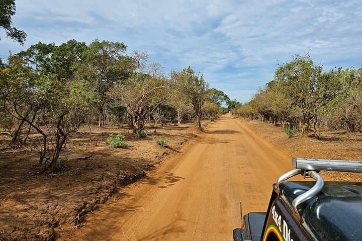 Wasgamuwa Full-Day Wildlife Safari from Colombo — Sloth Bears & Wild Elephants photo 3