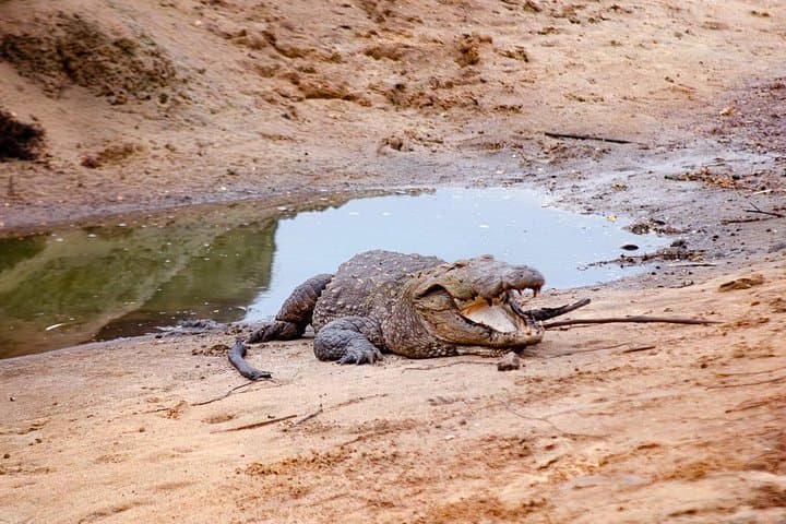 Wasgamuwa Full-Day Wildlife Safari from Colombo — Sloth Bears & Wild Elephants photo 2