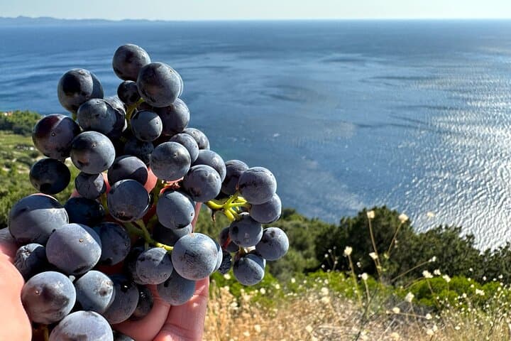 Dubrovnik to Pelješac Private Wine Tasting Tour — Oysters, Vineyards & Trstenik Bay photo 6