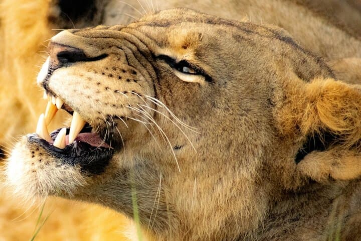 Experience Nairobi National Park: A Wildlife Safari on the City’s Doorstep photo 1