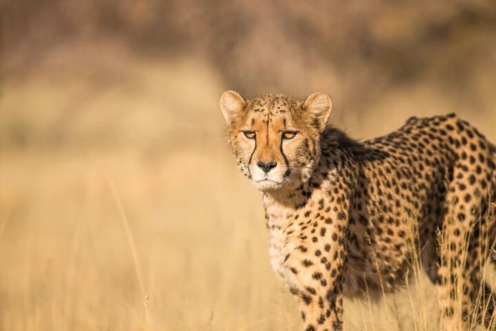 Experience Nairobi National Park: A Wildlife Safari on the City’s Doorstep photo 2