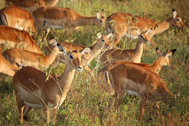 Experience Nairobi National Park: A Wildlife Safari on the City’s Doorstep photo 3