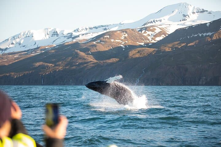 Silent Electric Whale Watching in Húsavík: Carbon-Neutral Tours on Skjálfandi Bay photo 3