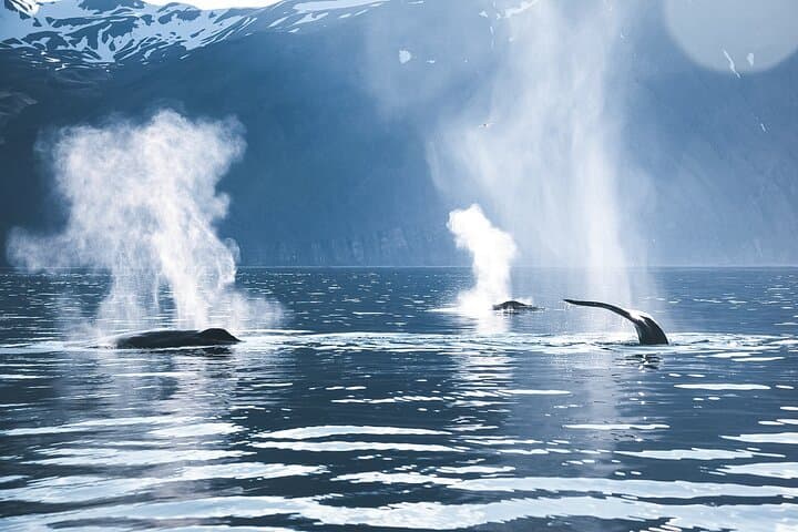 Silent Electric Whale Watching in Húsavík: Carbon-Neutral Tours on Skjálfandi Bay photo 5