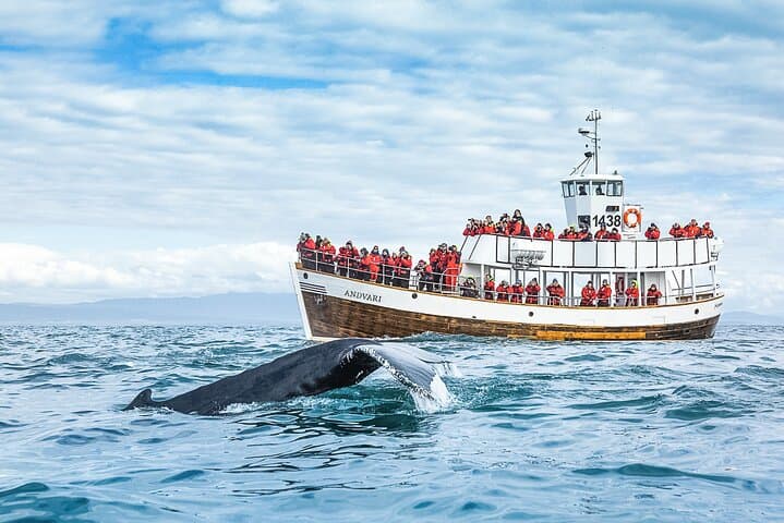 Silent Electric Whale Watching in Húsavík: Carbon-Neutral Tours on Skjálfandi Bay photo 2