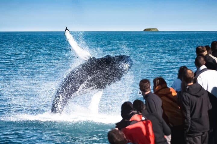 Traditional Oak Ship Whale Watching from Húsavík — Original Skjálfandi Bay Tour photo 2