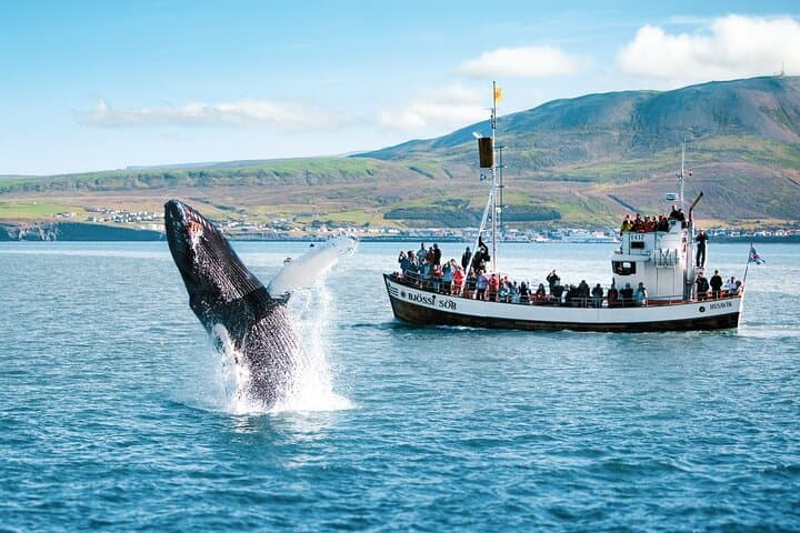 Traditional Oak Ship Whale Watching from Húsavík — Original Skjálfandi Bay Tour photo 4