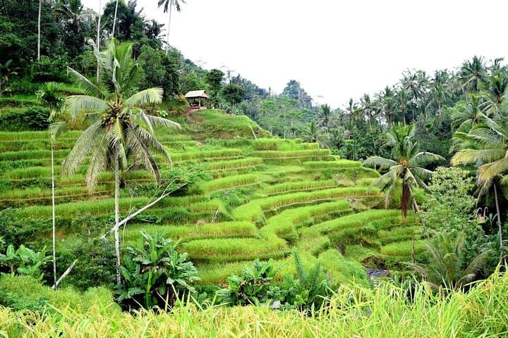 Ayung River Rafting & Mount Batur Views: Ubud Full-Day Adventure photo 3
